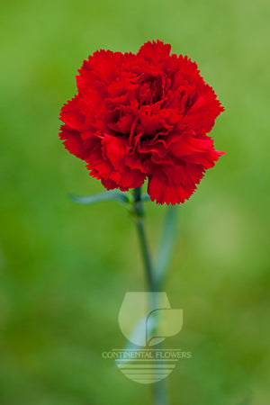 Carnations Red Don Pedro Fancy
