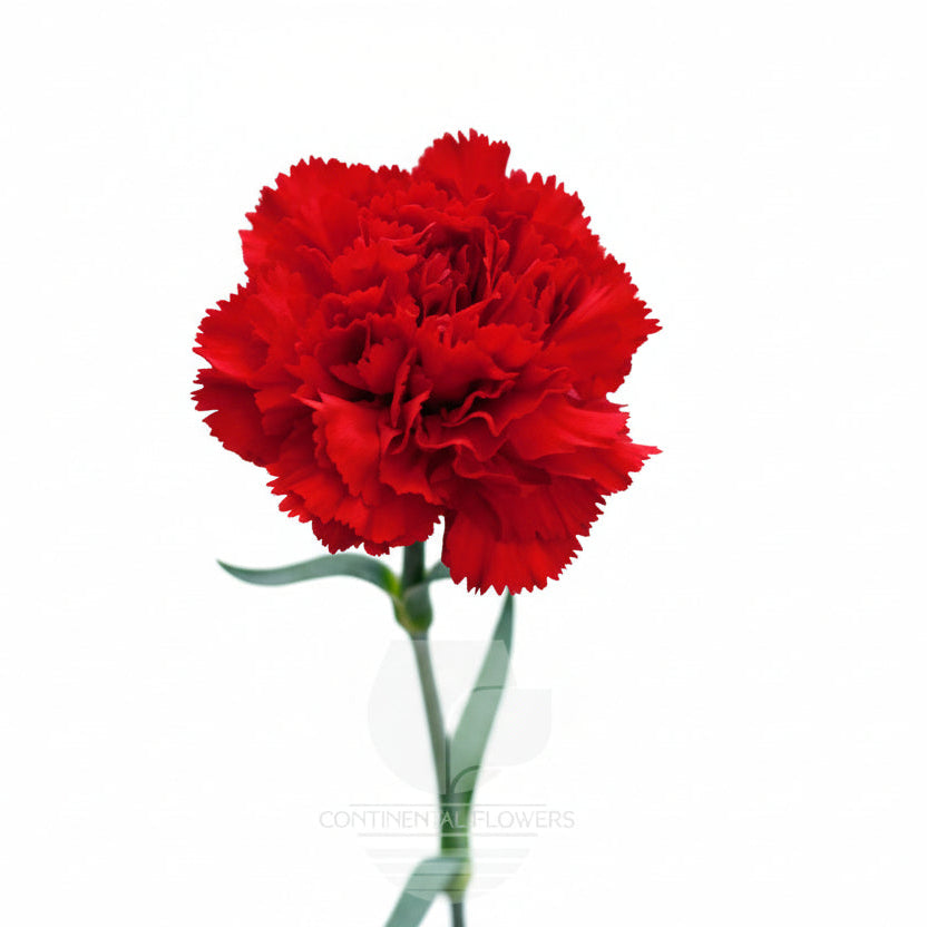 Carnations Red Don Pedro Fancy