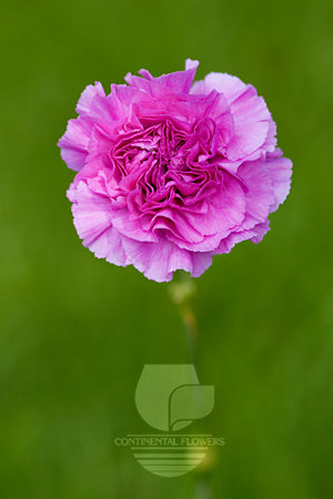 Carnations Lilac Farida Fancy