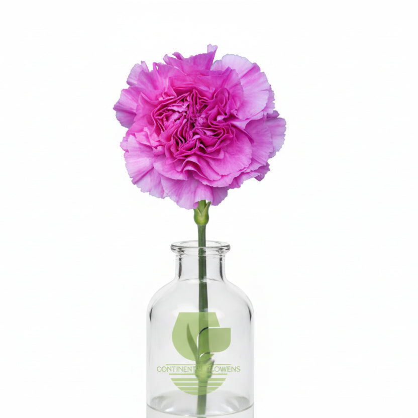Carnations Lilac Farida Fancy