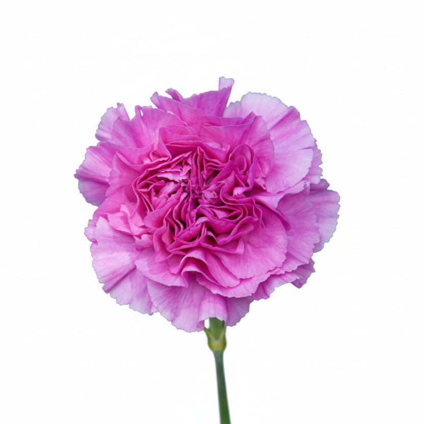 Carnations Lilac Farida Select