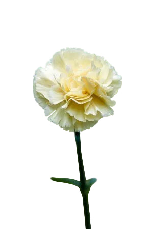 Carnations Cream Gioelle Fancy