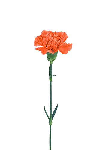 Carnations Orange Hermes Fancy