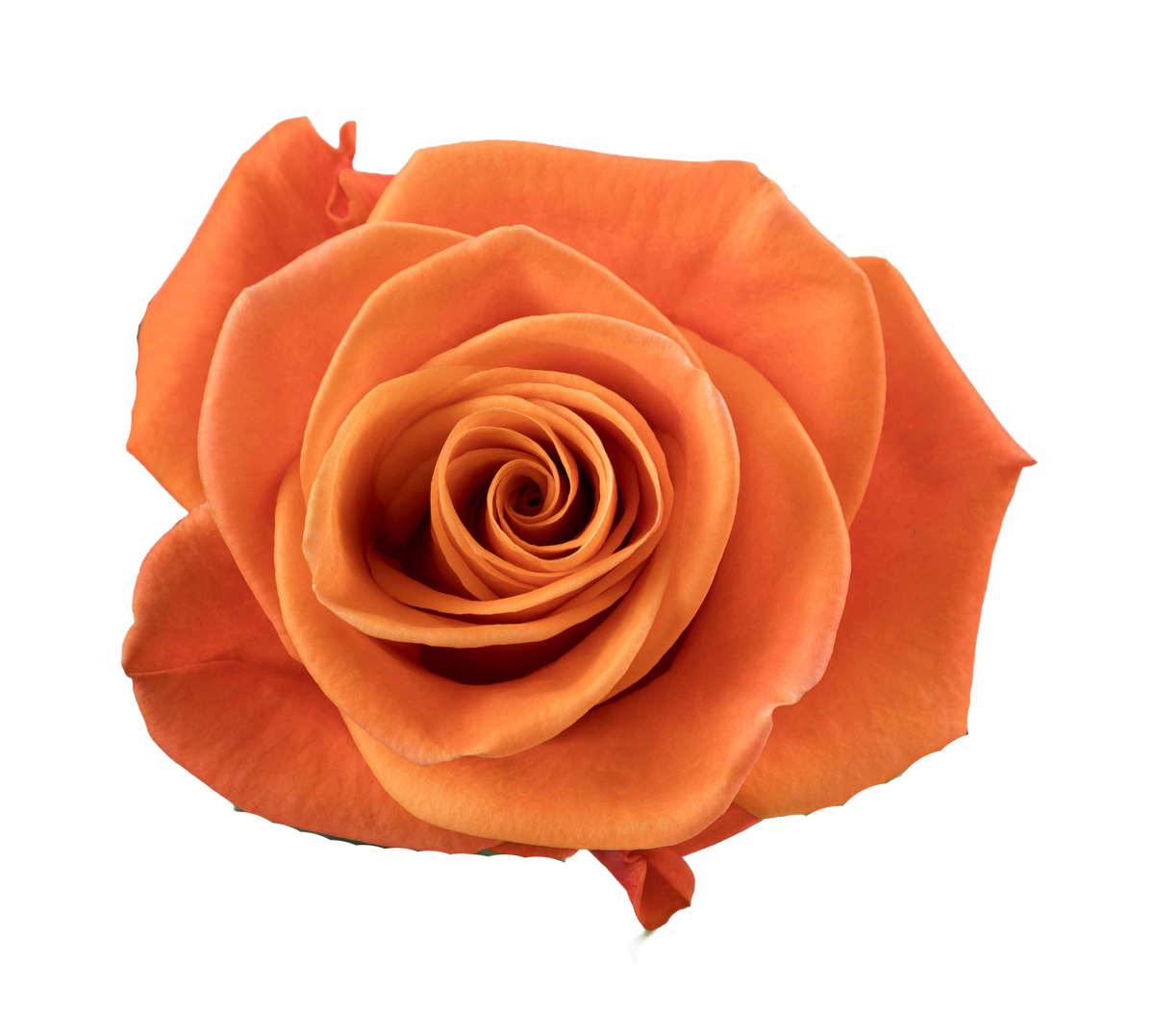 CARNELIAN Orange Rose 70