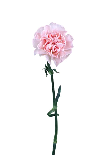Carnations Peach Novia Select