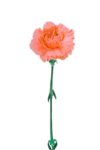 Carnations Orange Orange Flame Fancy