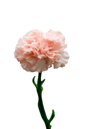 Carnations Peach Pink Candy Fancy