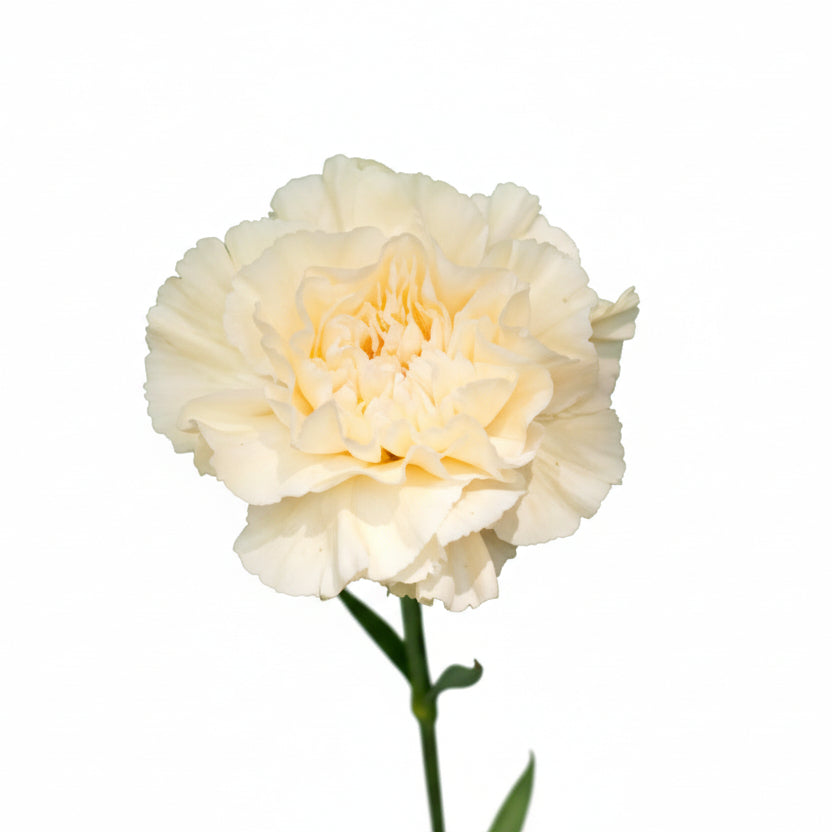 Carnations Cream Polimnia Fancy