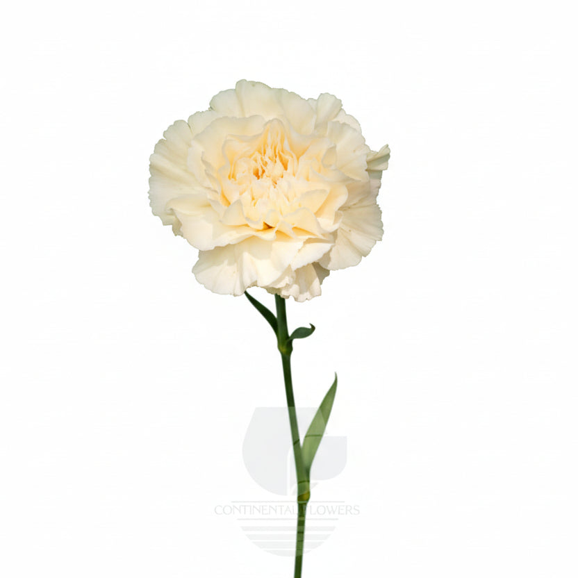 Carnations Cream Polimnia Select