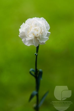 Carnations White Randal Fancy