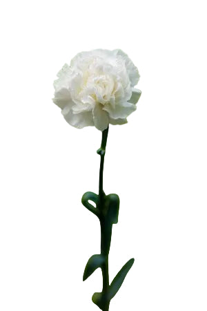 Carnations White Randal Fancy