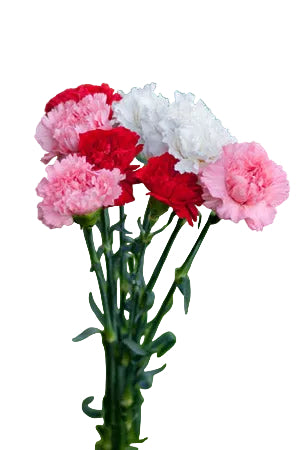 Carnations Valentine Pack Seasonal Fancy
