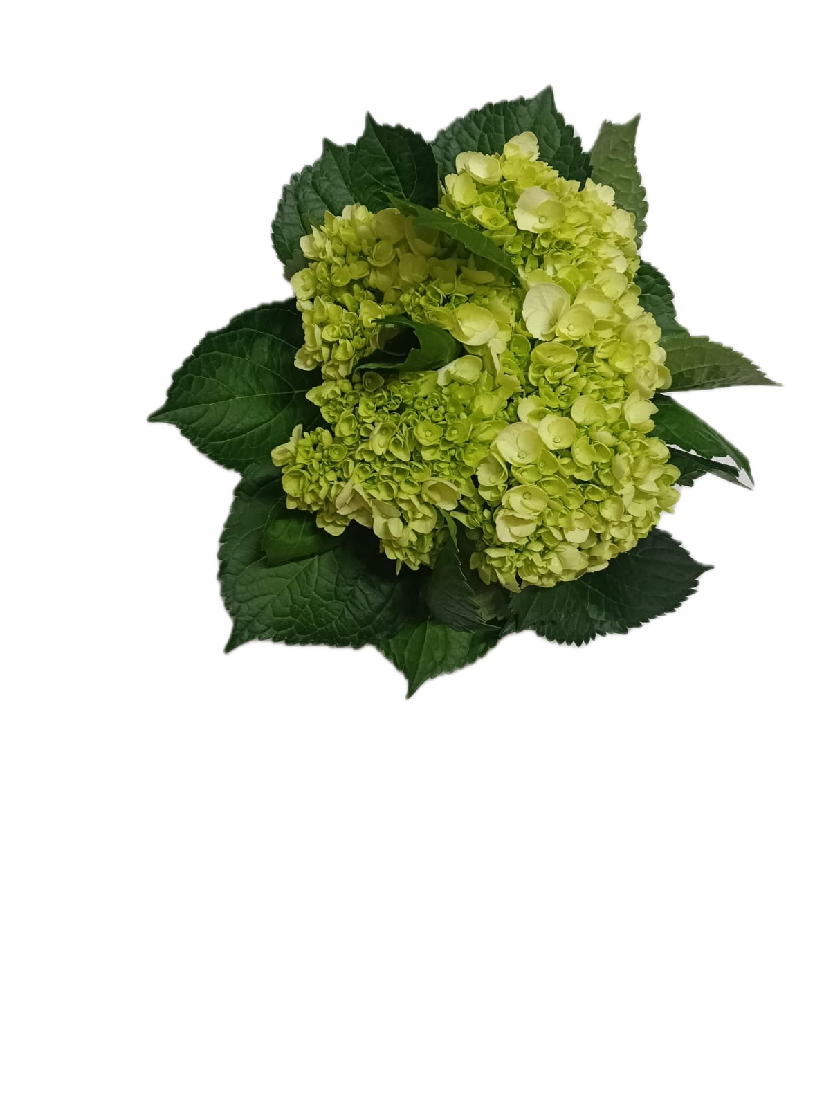 Hydrangea Mini Light Green Minigreen 50ST QB
