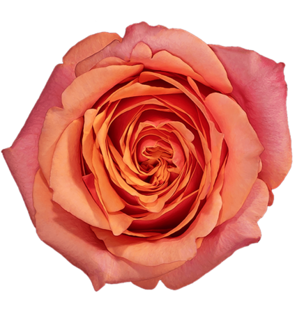 CHERRY BRANDY Orange Rose 50