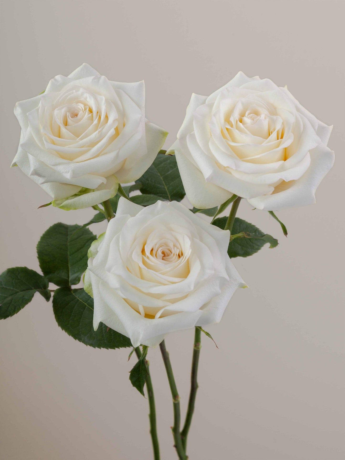 Candlelight_Trio_View_web.jpg