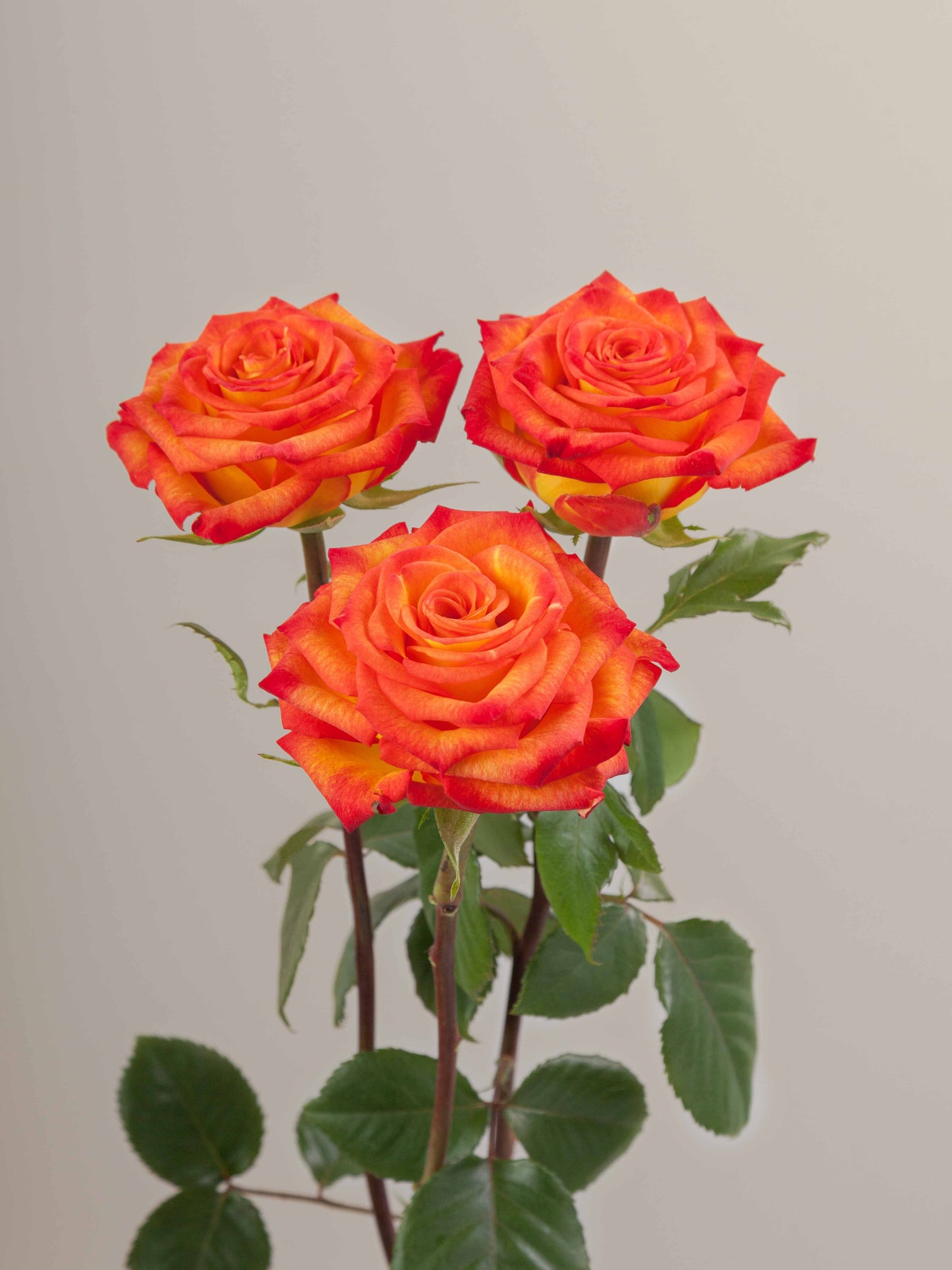 Circus_Rose_Trio_View_Rosaprima.jpg