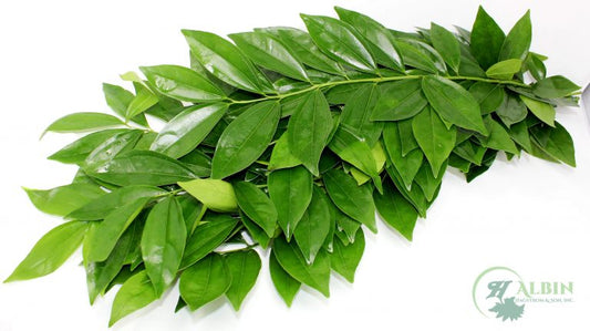 Cocculus - 25 Pack