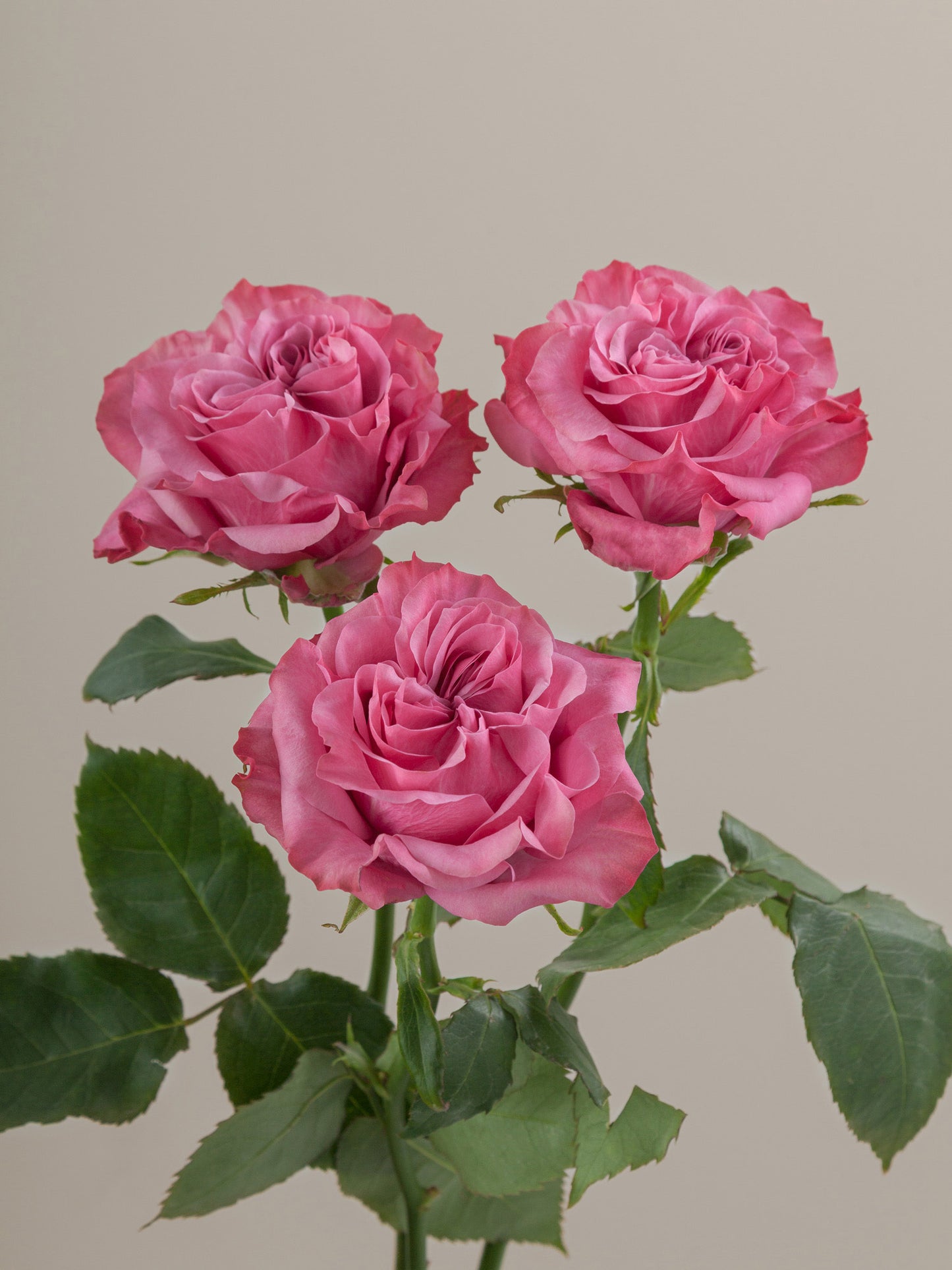 Country_Blues_Rose_Trio_View_Rosaprima.jpg