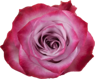 DEEP PURPLE Lavender Rose 70