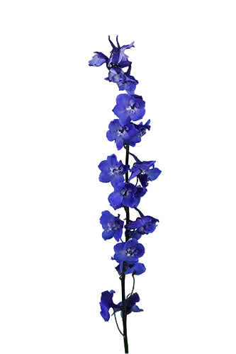 Delphinium Blue Sea Waltz 70cm