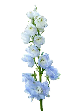 Delphinium Lavender - 70cm