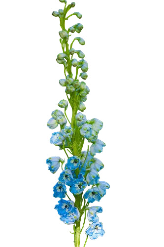Delphinium Light Blue - 70cm