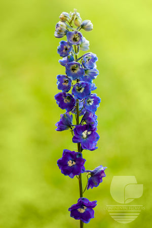 Delphinium Purple - 70cm