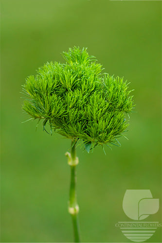 Dianthus Green Green Wicky 60cm