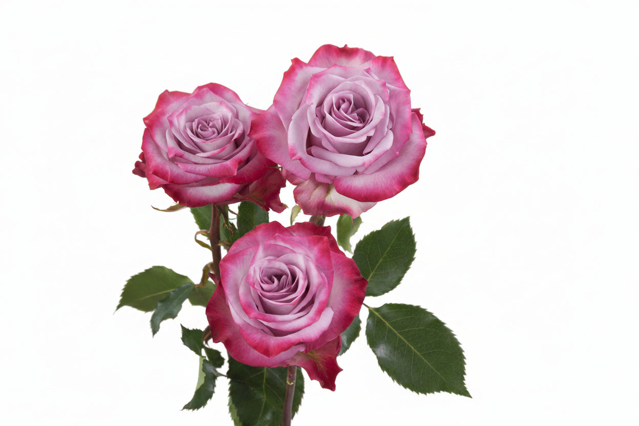 Deep_Purple_Trio_View.jpg