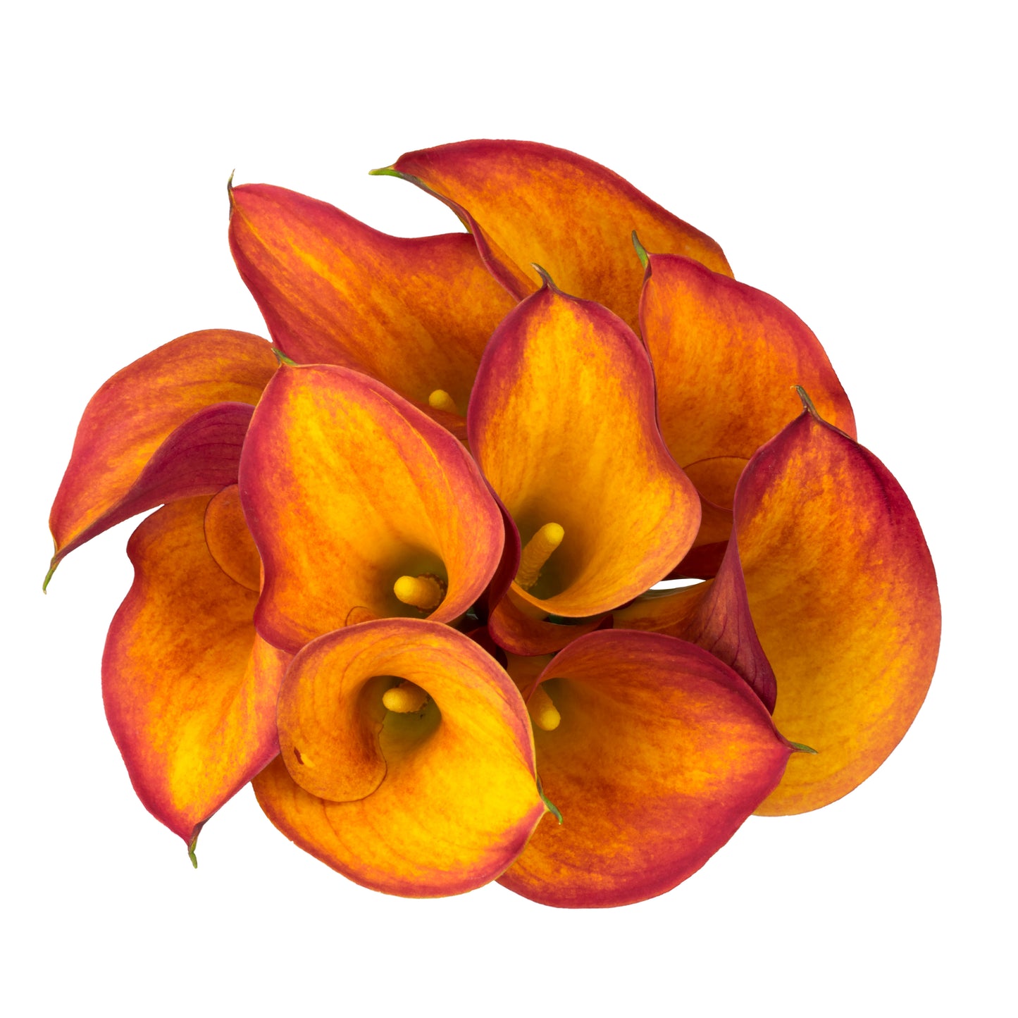 MINI CALLA GRAN PARADISO 50-55CM 8B