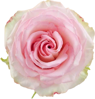 ESPERANCE Bicolor Rose 40