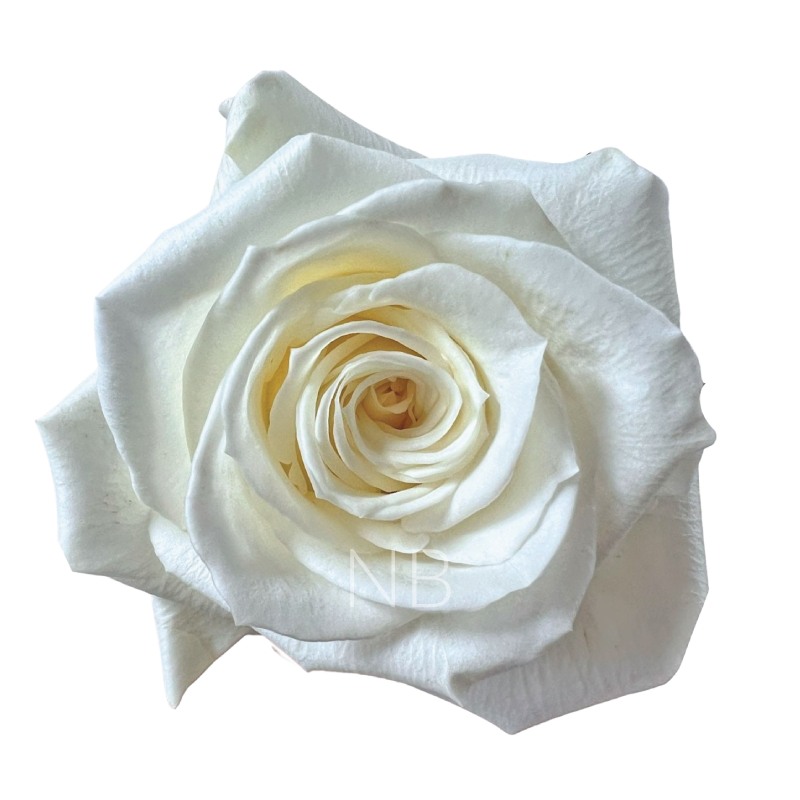 ESCIMO WHITE ROSE 50 CM