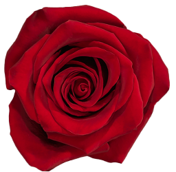 FREEDOM Red Rose 60