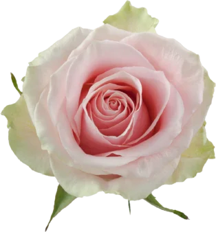 FRUTETTO Light pink Rose 70