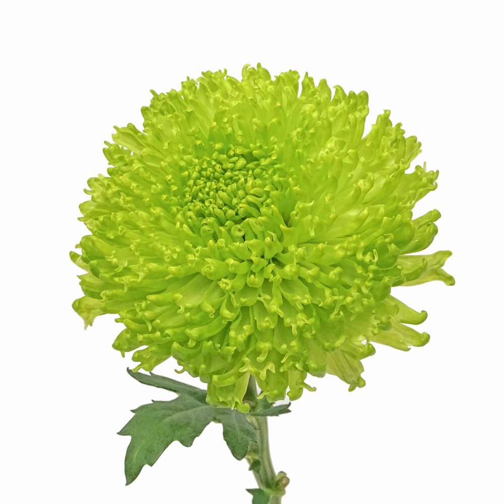 FUZZBALL-1-or2fokctga449c745r0bps3l6038ese5l5zvivplow.jpg