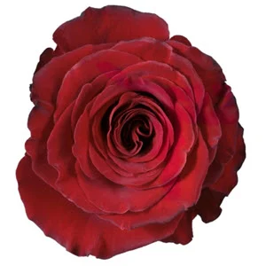 HEARTS Red Rose 70