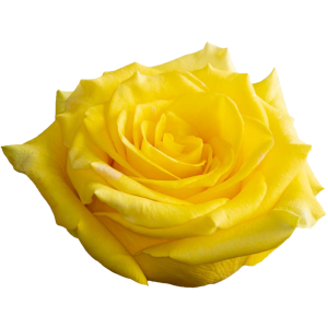 HIGH AND YELLOW MAGIC Yellow Rose 70