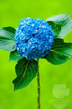 Hydrangeas Blue Shocking Select