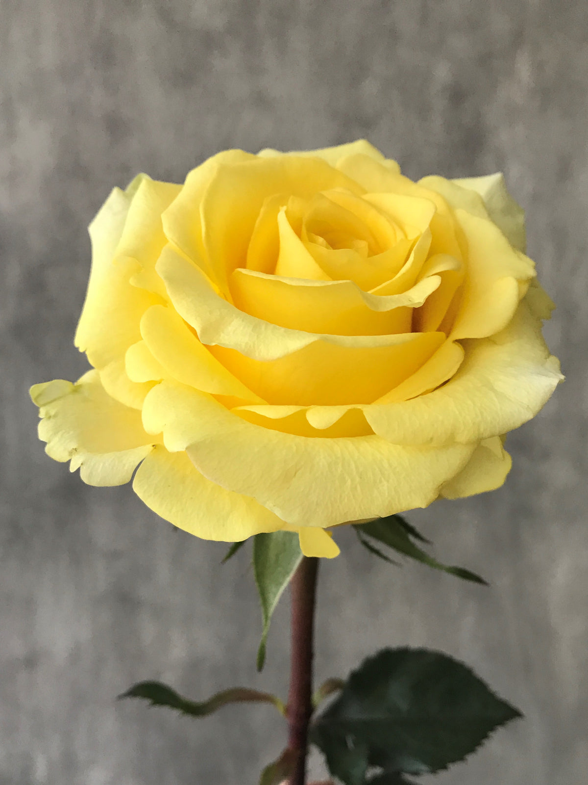 HIGH & EXOTIC Yellow Rose 40