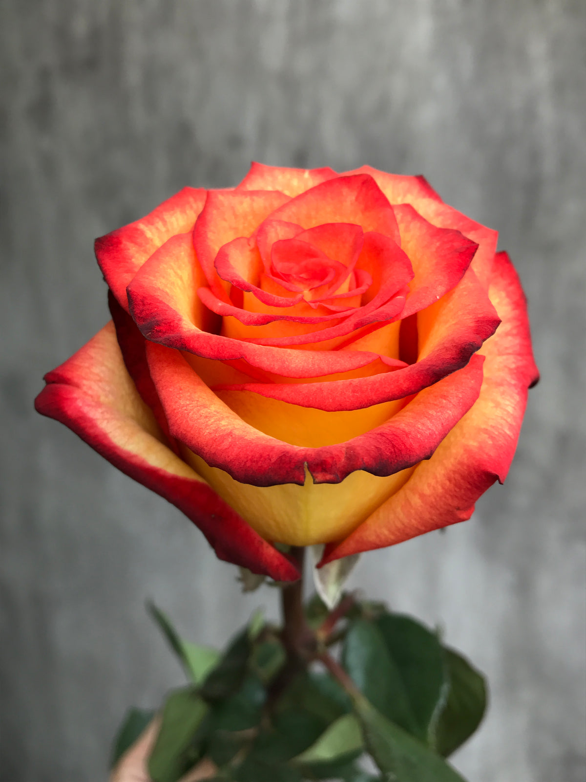 HIGH & MAGIC Bicolor Rose 40