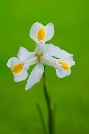 Iris White - 60cm