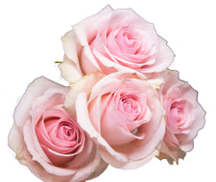 Spray Roses Star Blush Pink 50 Cm