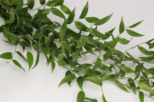 Italian Ruscus 200gr - 10 Pack