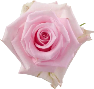JESSIKA Pink Rose 40