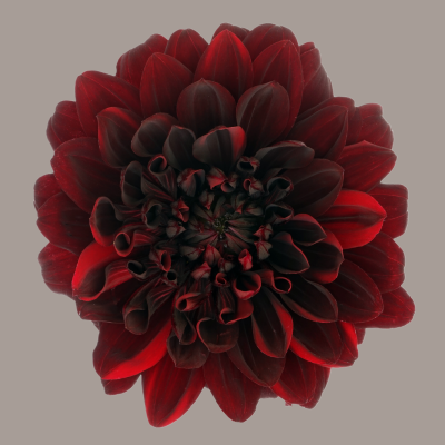 Dahlias Procona Karma Chocolate Burgundy 40/60Cm