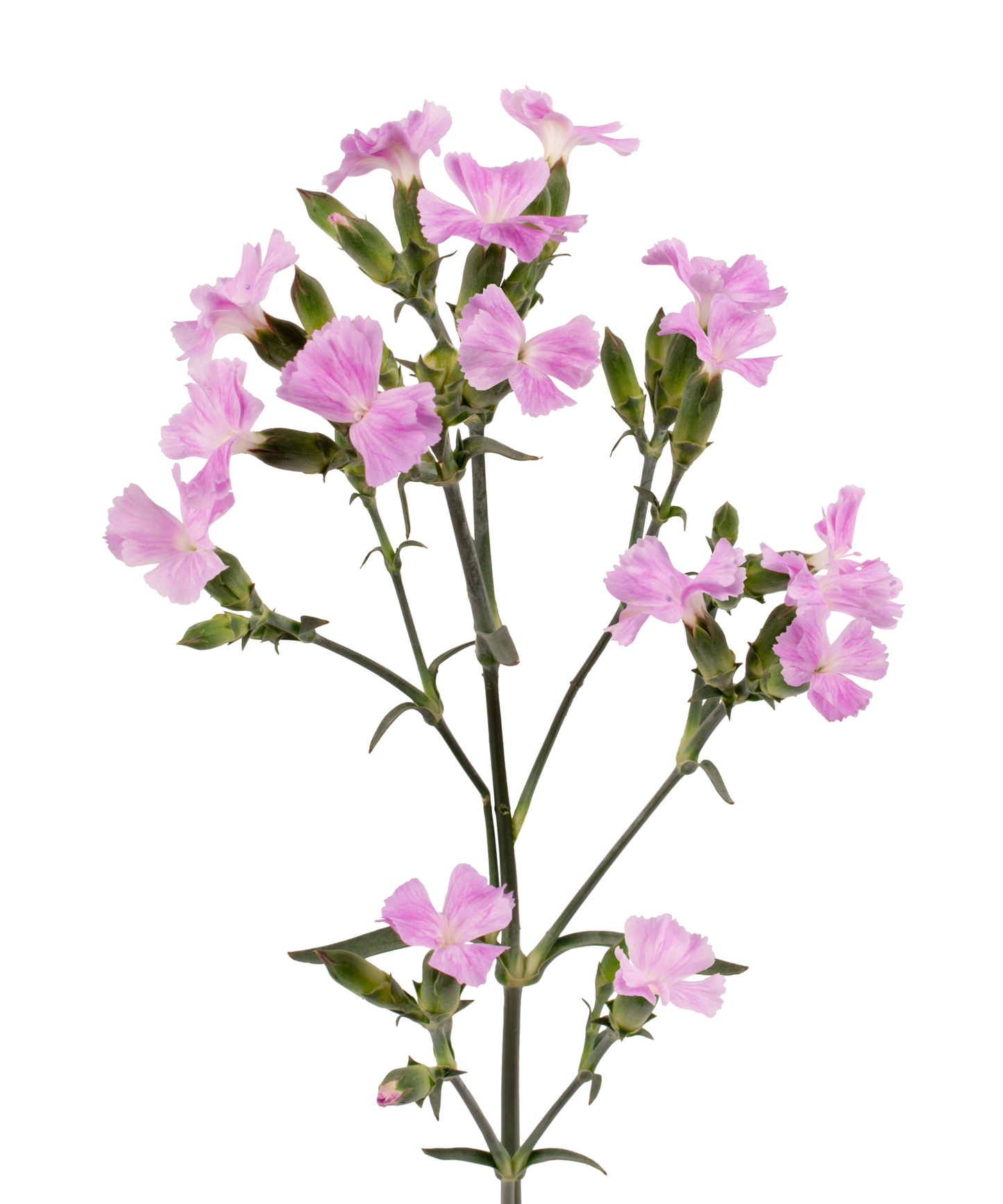LILIPUT-LAVENDER-RAFFINE-frontal-1-1980x2376.png