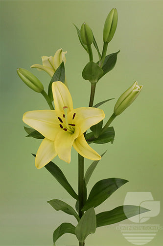 Lily La Hybrid Yellow Pavia 35B