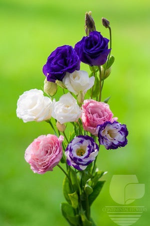 Lisianthus Assorted - 60cm