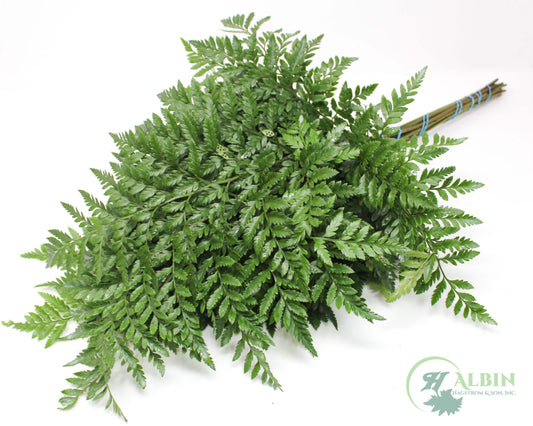 Leatherleaf - Freshlock Vac - 12 Pack