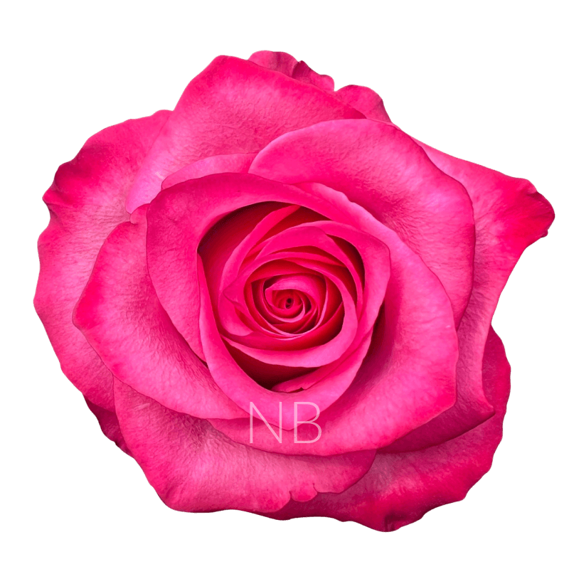 LOLA HOT PINK ROSE 40 CM